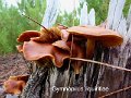 Gymnopilus liquiritiae-amf46-1